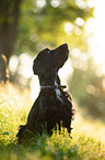 dark English Cocker Spaniel