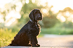 dark English Cocker Spaniel