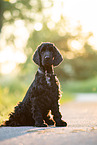 dark English Cocker Spaniel