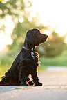 dark English Cocker Spaniel