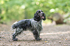 English Cocker Spaniel
