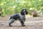 English Cocker Spaniel