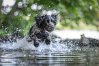 running English Cocker Spaniel