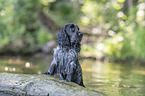 English Cocker Spaniel