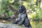 English Cocker Spaniel