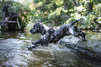 jumping English Cocker Spaniel
