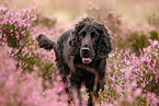 walking English Cocker Spaniel