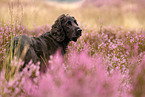 English Cocker Spaniel Portrait