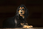 lying English Cocker Spaniel