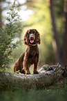 English Cocker Spaniel in summer