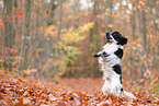 English Cocker Spaniel in autumn