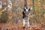 English Cocker Spaniel in autumn