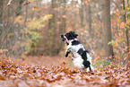 English Cocker Spaniel in autumn