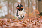English Cocker Spaniel in autumn