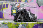 English Cocker Spaniel in front of scratchwork