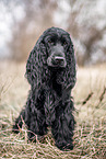 English Cocker Spaniel in autumn