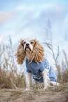 male English Cocker Spaniel