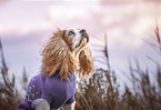 male English Cocker Spaniel