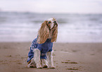 male English Cocker Spaniel