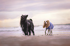 2 dogs