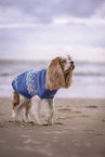 male English Cocker Spaniel