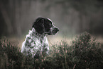 English Cocker Spaniel Puppy