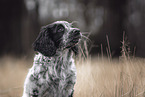 English Cocker Spaniel Puppy