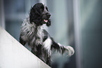 English Cocker Spaniel