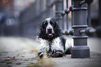 English Cocker Spaniel