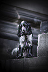 English Cocker Spaniel