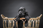 English Cocker Spaniel  Puppy