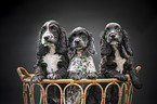 English Cocker Spaniel Puppies