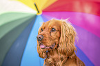 male English Cocker Spaniel