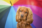 male English Cocker Spaniel