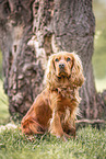 male English Cocker Spaniel