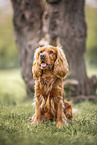 male English Cocker Spaniel