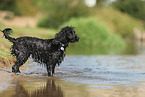 black English Cocker Spaniel