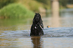 black English Cocker Spaniel