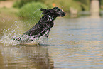 black English Cocker Spaniel