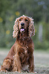 red English Cocker Spaniel