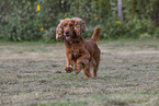 red English Cocker Spaniel