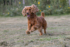 red English Cocker Spaniel