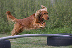 red English Cocker Spaniel
