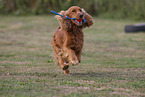 red English Cocker Spaniel