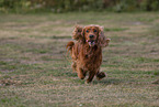 red English Cocker Spaniel