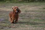 red English Cocker Spaniel