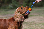 red English Cocker Spaniel