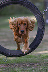 red English Cocker Spaniel