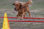 red English Cocker Spaniel