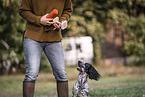 female English Cocker Spaniel